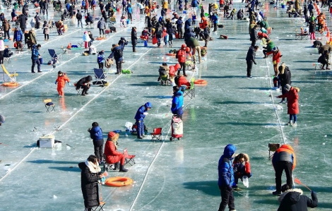 Xuất hiện cá hồi nhân sâm tại lễ hội câu cá sông băng Hàn Quốc