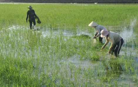 Cà Mau: Khởi tố nguyên Phó phòng Nông nghiệp và Phát triển nông thôn huyện U Minh