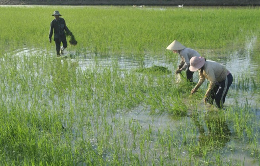 Cà Mau: Khởi tố nguyên Phó phòng Nông nghiệp và Phát triển nông thôn huyện U Minh