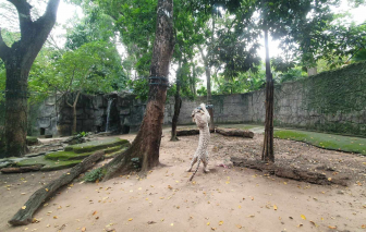 "Kéo co" với hổ trắng 9 tuổi ở Thảo Cầm Viên