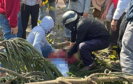 Cô gái bị cây xanh ngã đè trúng đã tử vong