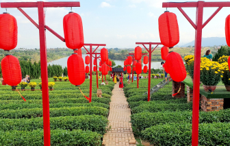 Đến chùa Trà ở Bảo Lộc uống trà… chùa