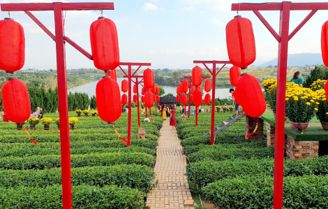 Đến chùa Trà ở Bảo Lộc uống trà… chùa