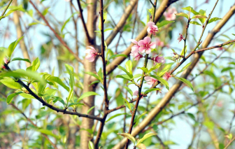Check-in Lai Châu mùa hoa đẹp