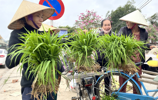 Chợ bán cây lúa non, mỗi năm chỉ họp vài ngày