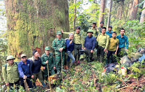 Gian nan bảo vệ cây sa mu giữa đại ngàn