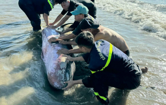 Nỗ lực cứu cá nhà táng dạt bờ biển Quy Nhơn