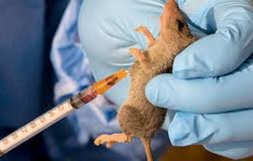 Dịch sốt Lassa bùng phát mạnh ở Nigeria