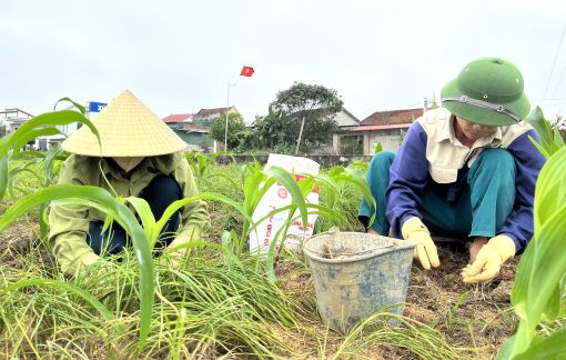 Hành tăm được giá, nông dân thu hoạch sớm