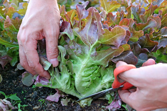 Những loại xà lách dễ trồng trong nhà để thêm hương vị cho món salad