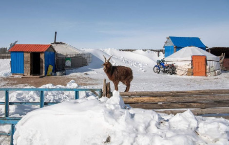 Hơn 2 triệu động vật ở Mông Cổ đã chết do thời tiết khắc nghiệt