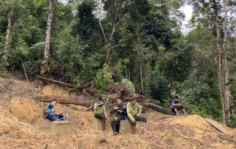 Quảng Nam: Khởi tố vụ án phá rừng để làm dự án đường dây điện 110kV