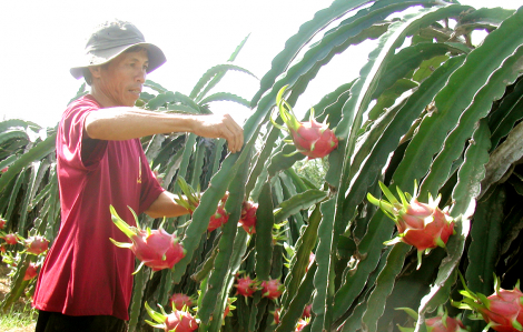 Doanh nghiệp đón đơn hàng xuất khẩu