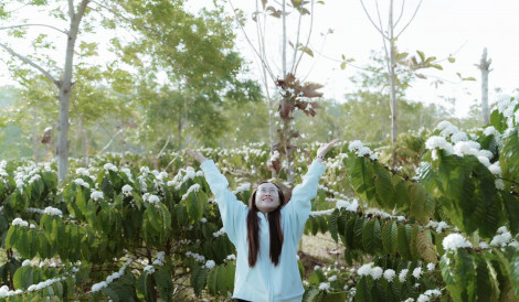 Tháng Ba lên Buôn Ma Thuột "săn" hoa cà phê