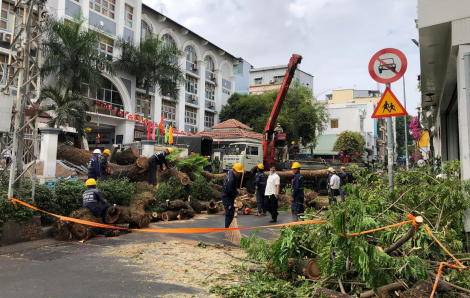 TPHCM lý giải nguyên nhân chậm xử lý đấu giá gỗ thu được từ việc đốn hạ cây xanh