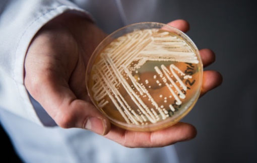 Bệnh nấm có thể là mối đe dọa sức khỏe toàn cầu tiếp theo