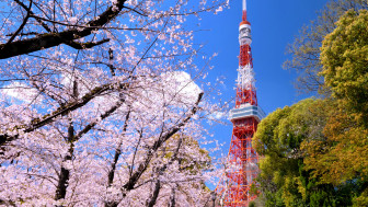 Những địa điểm ngắm hoa anh đào đẹp nhất ở Tokyo