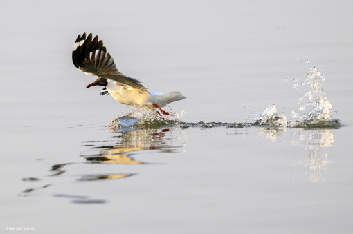 Mùa chim hải âu săn mồi ở TP Rạch Giá