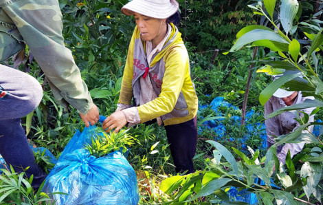 Tín chỉ các bon sẽ đem đến nhiều thay đổi