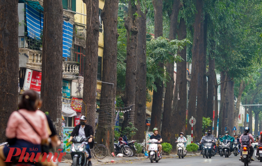 Cận cảnh hàng cây sao đen ở Hà Nội có dấu hiệu bị "bức tử"