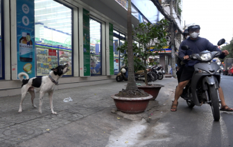 Hiểm hoạ từ nạn chó thả rông