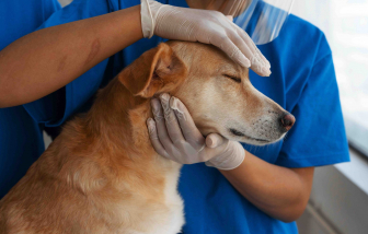 Triển vọng từ vắc xin ngừa ung thư cho chó