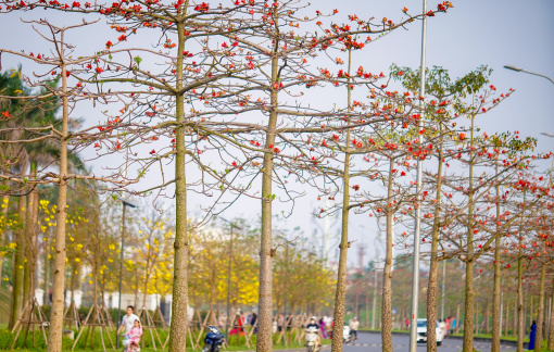 Ngắm đường hoa phong linh và hoa gạo tuyệt đẹp ở Hà Nội