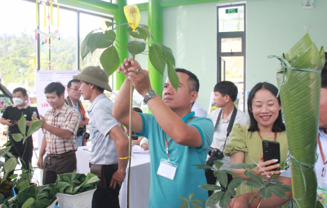 Sâm Ngọc Linh có sàn thương mại riêng đối phó sâm nhái