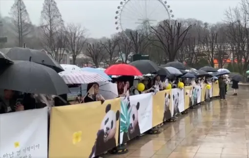 Hàng dài người Hàn Quốc đội mưa, bật khóc tạm biệt gấu trúc Fubao về nước