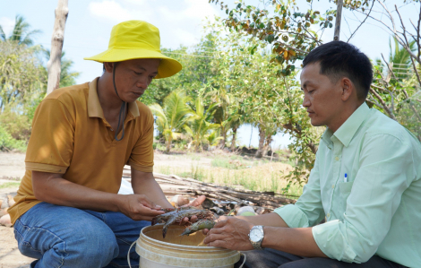 Hàng trăm héc-ta  tôm nuôi ở Kiên Giang thiệt hại do hạn mặn dữ dội