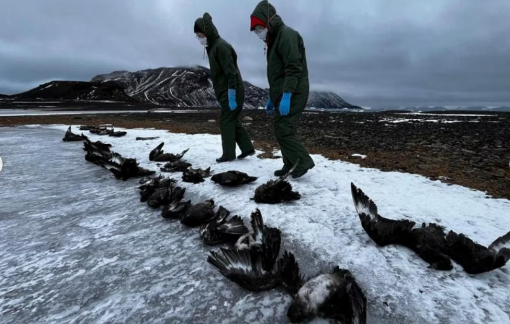 Hàng ngàn chim cánh cụt ở Nam Cực chết vì cúm gia cầm