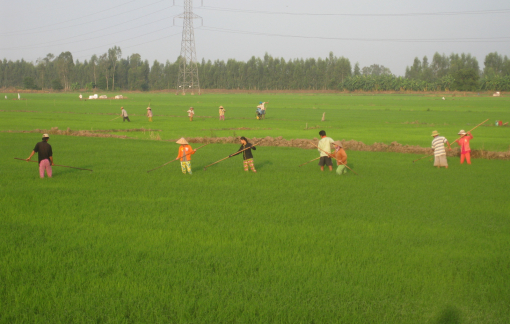 Cần Thơ xử lý nghiêm tổ chức, cá nhân phá vỡ hợp đồng bao tiêu gạo