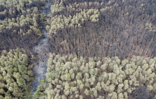Sau vụ cháy lớn, nhiều diện tích rừng tràm ở Cà Mau hoang tàn
