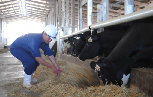 Bò nuôi tại một vùng đất của Gia Lai cho sản lượng sữa tương đương ở Mỹ