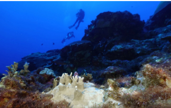 Liên Hiệp Quốc cảnh báo nguy cơ các rạn san hô gặp thảm họa sinh thái