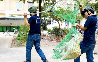 Gian nan xử lý chó thả rông vắng chủ