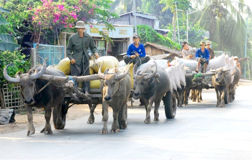 Lộc cộc xe kéo