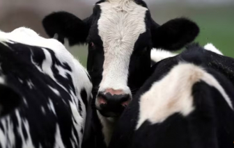 WHO cảnh báo hàm lượng virus H5N1 cao trong sữa động vật nhiễm bệnh