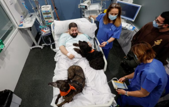 Bệnh viện Tây Ban Nha sử dụng chó trị liệu để cải thiện tinh thần cho bệnh nhân nặng