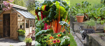 Cải thiện tinh thần và sức khỏe nhờ làm vườn