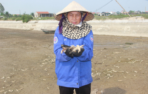 Hàng chục ha tôm chết hàng loạt, nghi do nắng nóng