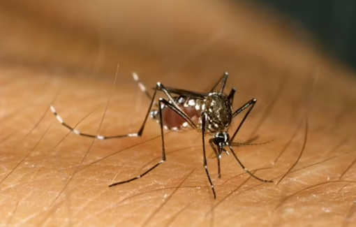Hơn một nửa dân số thế giới có nguy cơ mắc các bệnh do muỗi truyền