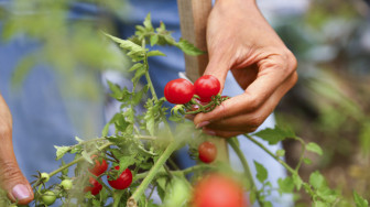 8 mẹo trồng cà chua trĩu quả