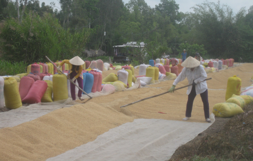 Dự báo thế giới sẽ thiếu hụt khoảng 7 triệu tấn gạo trong năm 2024