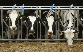 Hoa Kỳ cảnh báo “trường hợp xấu nhất” khi đàn bò sữa nhiễm cúm gia cầm