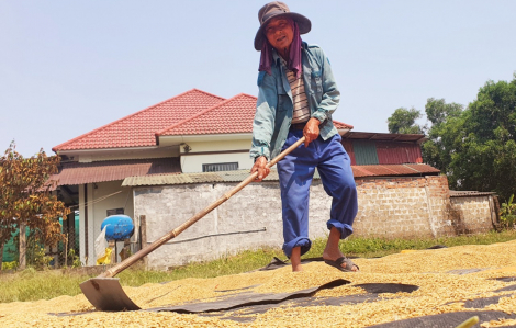 Nông dân phơi mình giữa nắng 40 độ C thu hoạch lúa