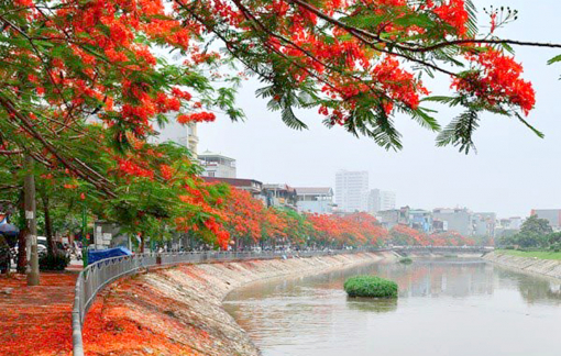 Màu hoa rực lửa