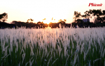 Người dân thích thú check-in cánh đồng cỏ lau tuyệt đẹp ở làng đại học