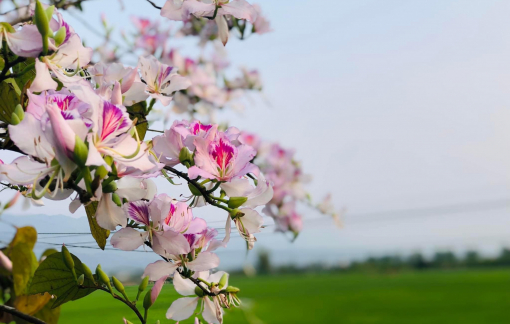 Lên Điện Biên ăn sâu tre chiên, hoa ban nộm