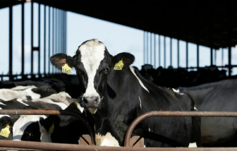Mỹ xác nhận ca đầu tiên nhiễm H5N1 lây lan từ bò sang người